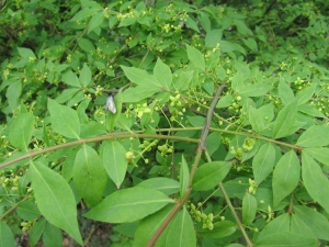 brslen kdlat - Euonymus alatus