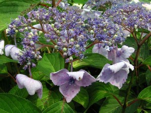 hortenzie velkolist - Hydrangea macrophylla