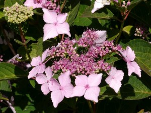 hortenzie velkolist - Hydrangea macrophylla