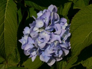 hortenzie velkolist - Hydrangea macrophylla