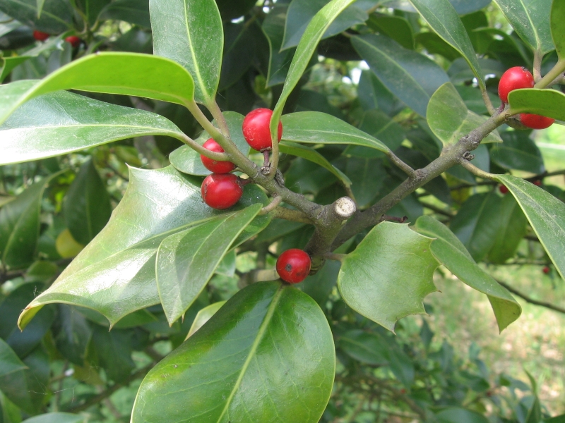 cesmna ostrolist - Ilex aquifolium