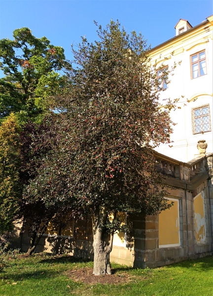 cesmna ostrolist - Ilex aquifolium