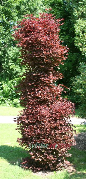 javor ml Crimson Sentry - Acer platanoides Crimson Sentry