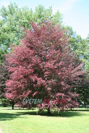 buk lesn Purpurea Tricolor - Fagus sylvatica Purpurea Tricolor