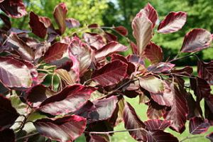 buk lesn Purpurea Tricolor - Fagus sylvatica Purpurea Tricolor