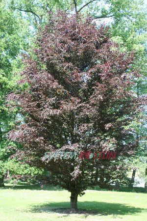 buk lesn Rohanii - Fagus sylvatica Rohanii