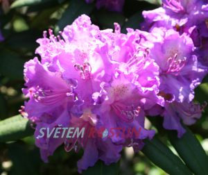 Pnink Alfred - Rhododendron Alfred