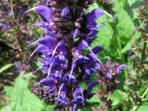 alvj hajn - Salvia nemorosa