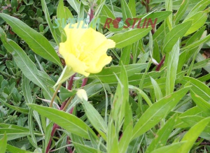 pupalka missoursk - Oenothera missouriensis