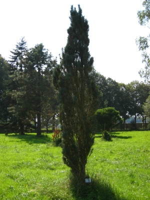 borovice lesn Fastigiata - Pinus sylvestris Fastigiata