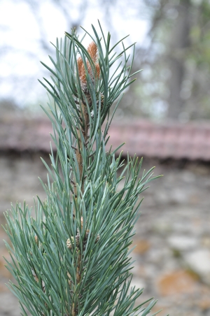 borovice lesn Fastigiata - Pinus sylvestris Fastigiata