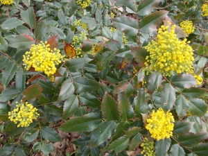 mahonie plaziv - Mahonia repens