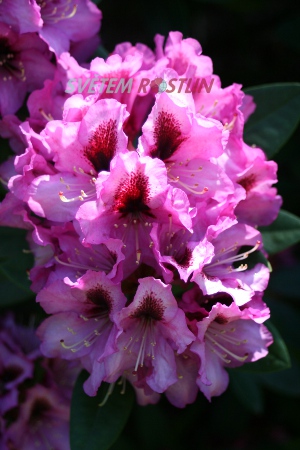 pěnišník Kokardia - Rhododendron ponticum Kokardia