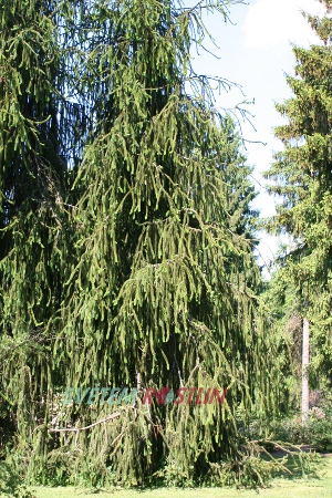 smrk ztepil Cranstonii - Picea abies Cranstonii