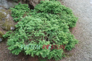 modn japonsk Wolterdingen - Larix kaempferi Wolterdingen