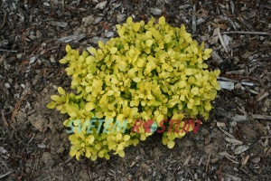 dil Thunbergv Tiny Gold - Berberis thunbergii Tiny Gold