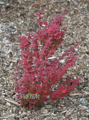 dil Thunbergv Orange Rocket  - Berberis thunbergii Orange Rocket 