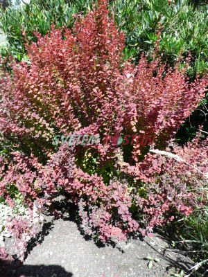 dil Thunbergv Orange Rocket  - Berberis thunbergii Orange Rocket 