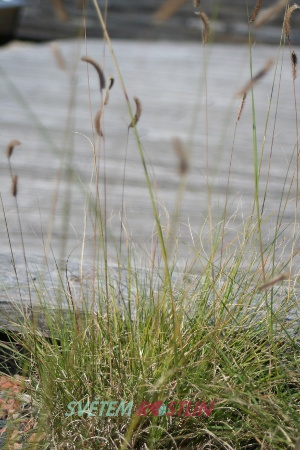 moskyta nn - Bouteloua gracilis