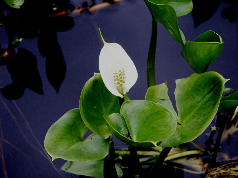 blk bahenn - Calla palustris