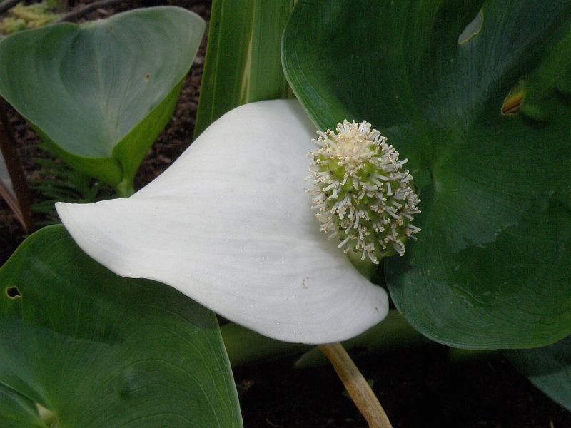 blk bahenn - Calla palustris