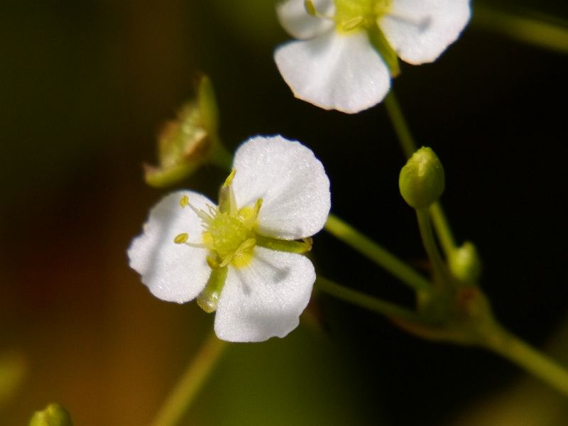 abnk jitrocelov - Alisma plantago-aquatica