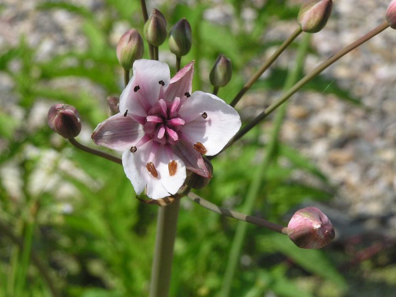 mel okolinat - Butomus umbellatus