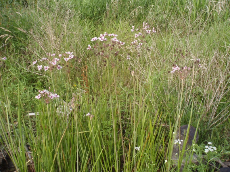 mel okolinat - Butomus umbellatus