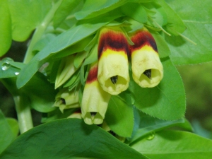 voskovka vt - Cerinthe major