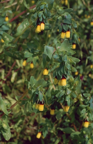 voskovka vt - Cerinthe major