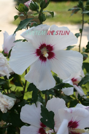 ibiek syrsk Melrose - Hibiscus syriacus Melrose