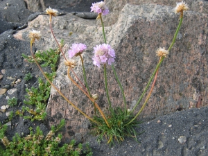 trvnika pmosk - Armeria maritima