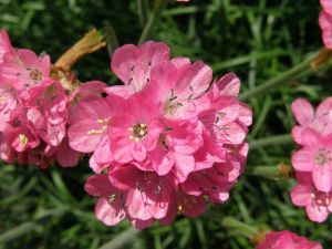 trvnika pmosk - Armeria maritima