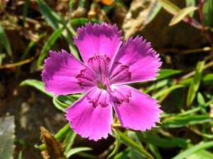 Hvozdk amursk - Dianthus chinensis var. amurensis