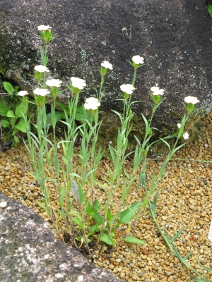 hvozdk knappii - Dianthus knappii