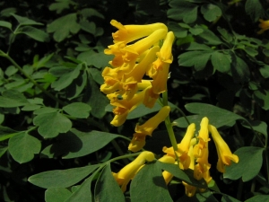 dymnivka lut - Corydalis lutea