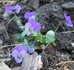 violka rohat Lavender Shades - Viola cornuta Lavender Shades