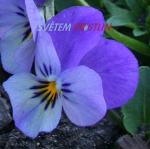 violka rohat Lavender Shades - Viola cornuta Lavender Shades