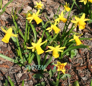 narcis bramboříkový Tete a Tete - Narcissus cyclamineus Tete a Tete