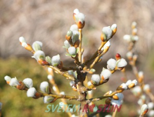 vrba vcarsk Ober Donau - Salix helvetica Ober Donau