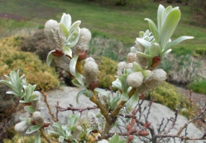 vrba vcarsk Ober Donau - Salix helvetica Ober Donau