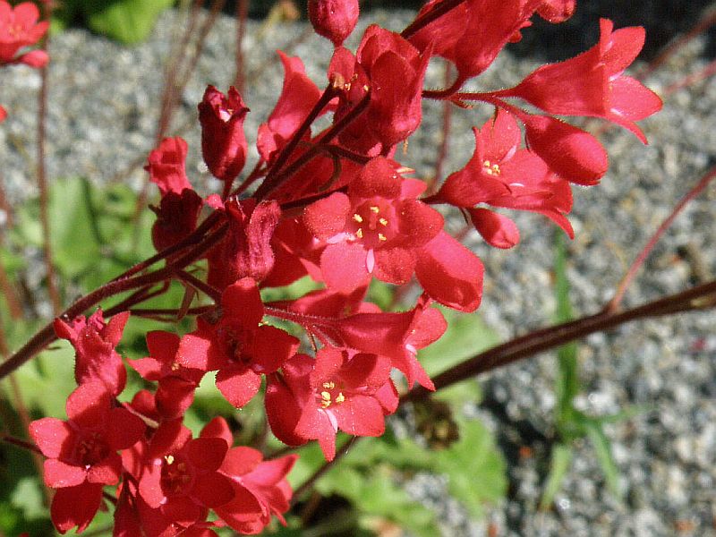 dluicha krvav - Heuchera sanguinea