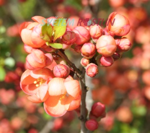 kdoulovec japonsk - Chaenomeles japonica