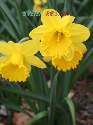 narcis Gigantic Star - Narcissus Gigantic Star