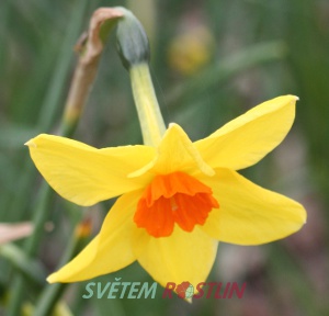 narcis Suzy - Narcissus Suzy