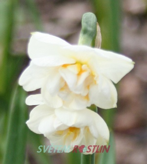 narcis Bridal Crown - Narcissus Bridal Crown