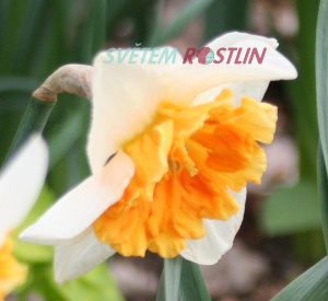 narcis Yellow Cherfulness - Narcissus Yellow Cherfulness