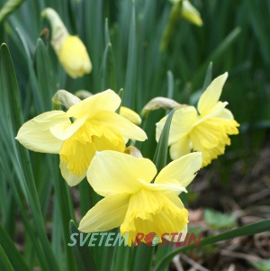 narcis Saint Patrikcs Day - Narcissus Saint Patrikcs Day