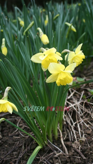 narcis Saint Patrikcs Day - Narcissus Saint Patrikcs Day