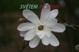 cholan hvzdovit - Magnolia stellata